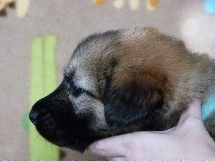 chinook puppy